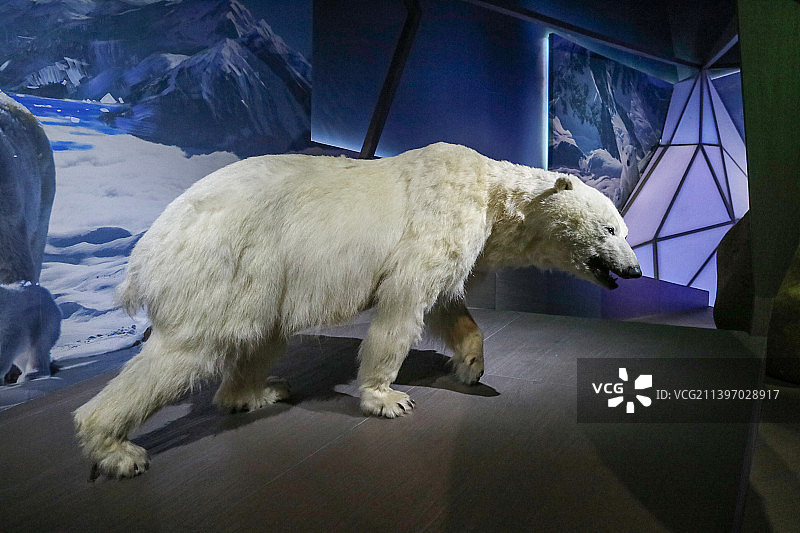 北极熊标本图片素材