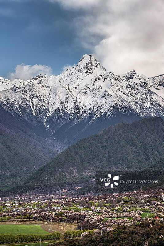 雅鲁藏布大峡谷桃花映衬下的加拉白垒峰图片素材