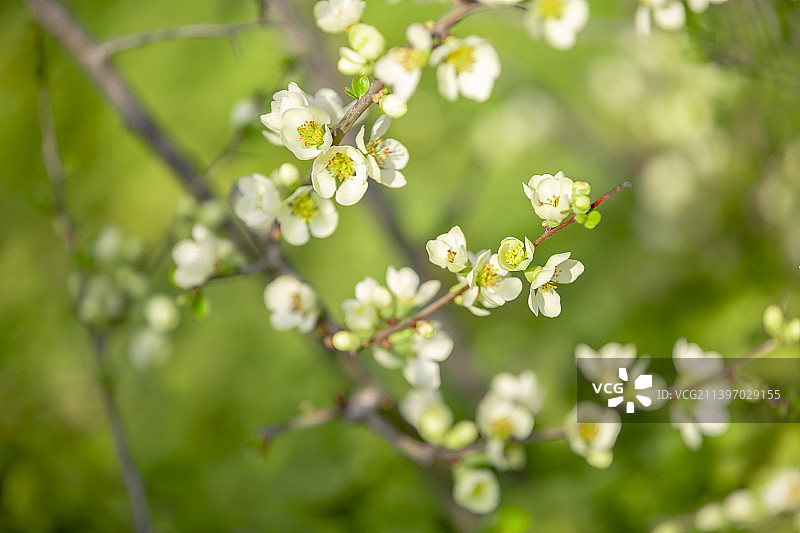 盛开的海棠花图片素材