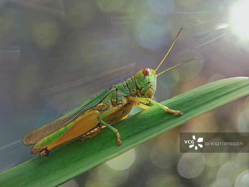 叶上昆虫特写镜头图片素材