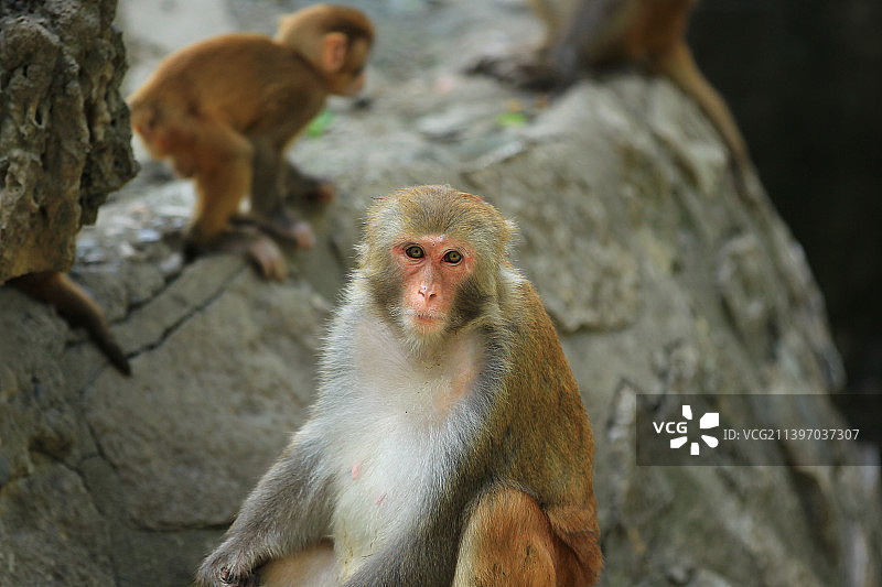 可爱的猕猴图片素材