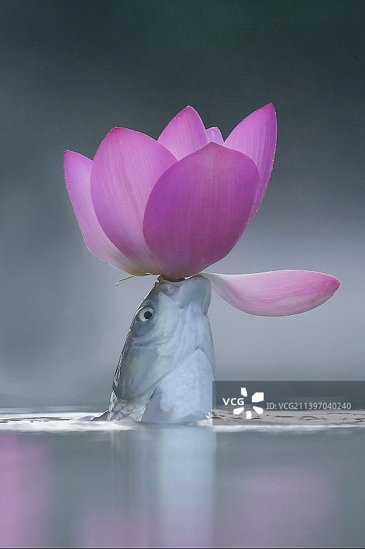 鱼吃荷花图片素材