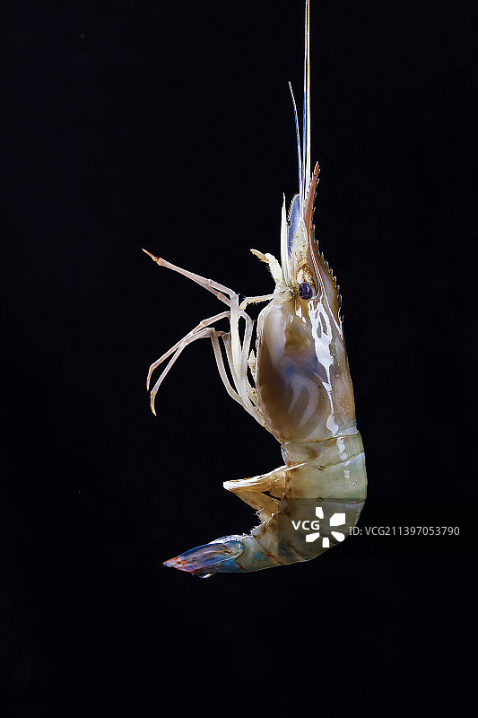 黑底上放着罗氏虾图片素材