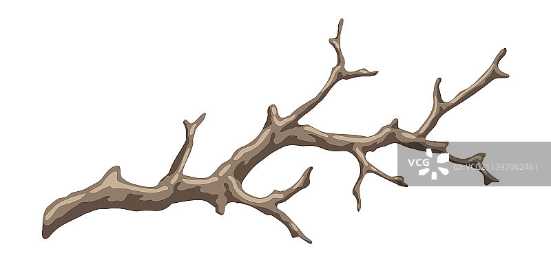 干燥的裸露树枝装饰图片素材