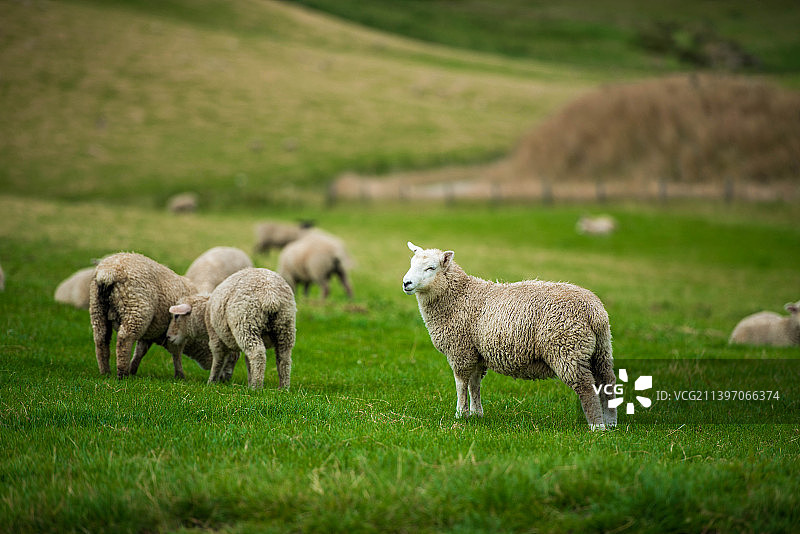 新西兰的羊群图片素材