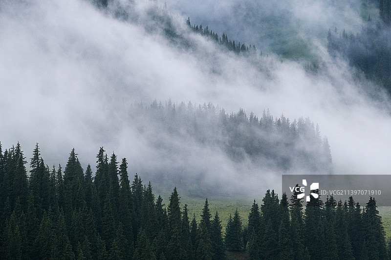 森林里的树木顶着天空图片素材