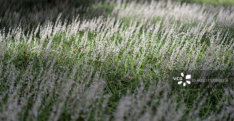 光影麦冬图片素材