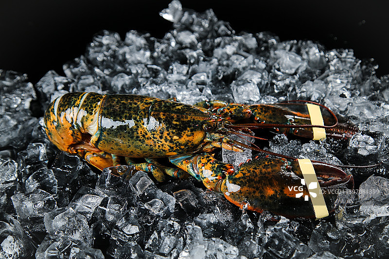 黑底上放着波士顿龙虾图片素材