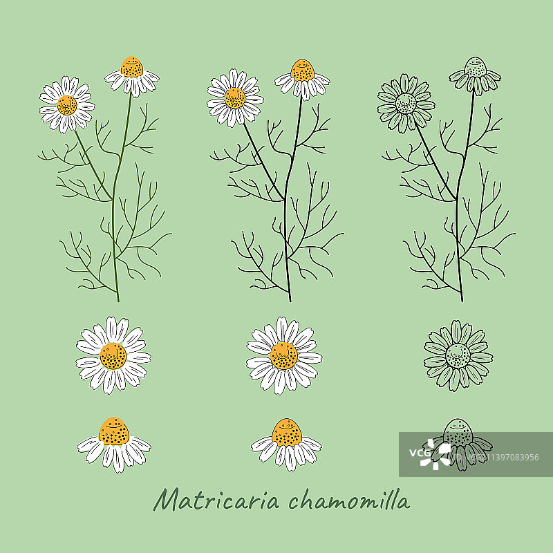 洋甘菊花卉轮廓线条艺术套装图片素材