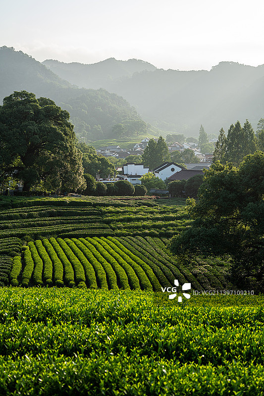 杭州龙井茶园图片素材