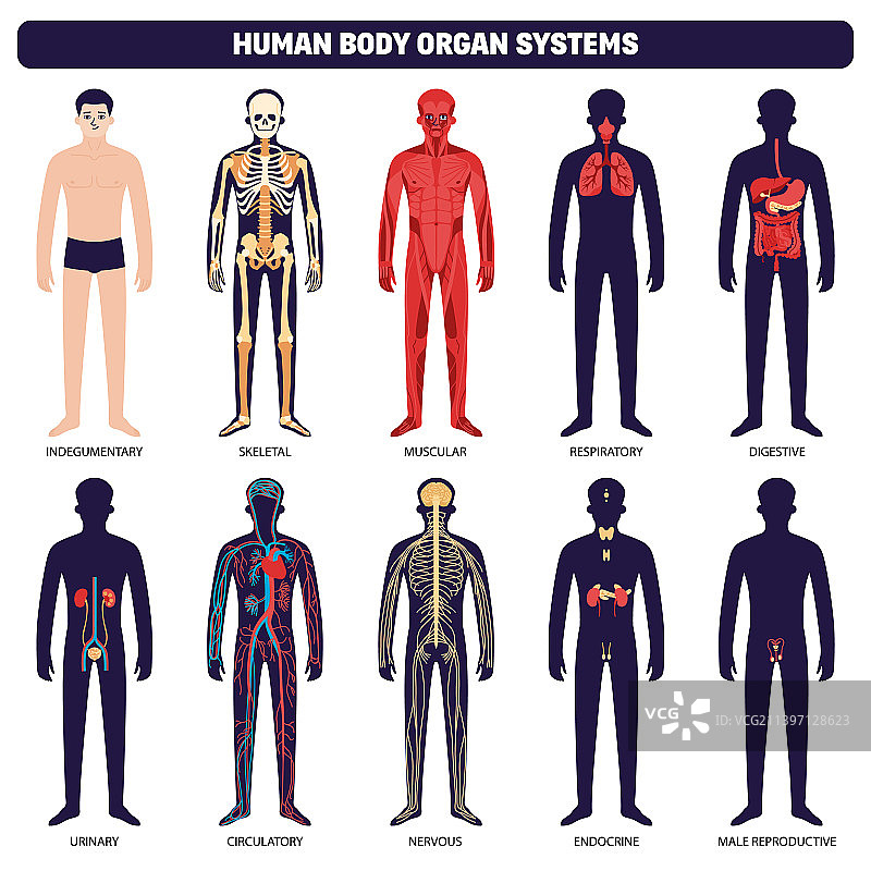 人体器官系统图标集图片素材