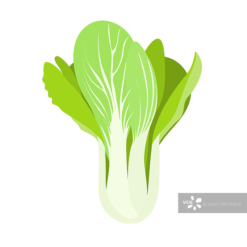 中国大白菜图片素材