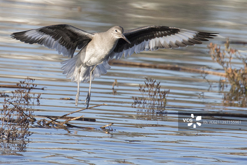 半蹼鹬降落图片素材