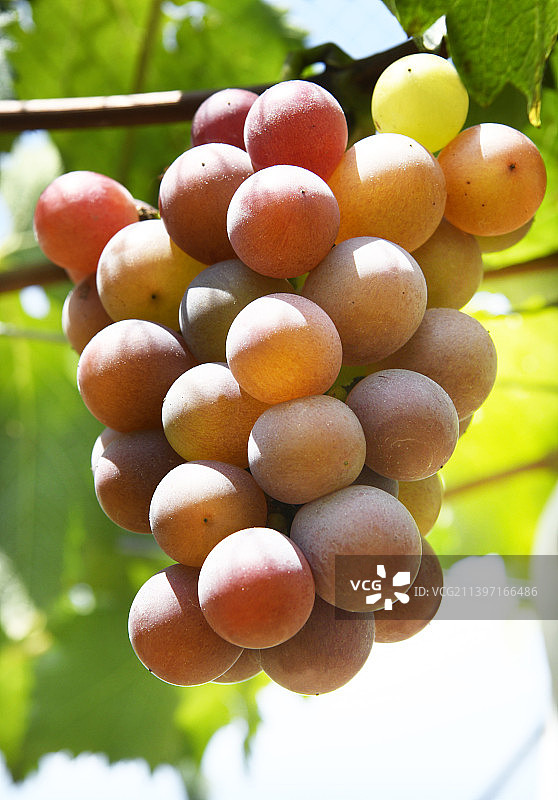 成熟的巨峰葡萄图片素材