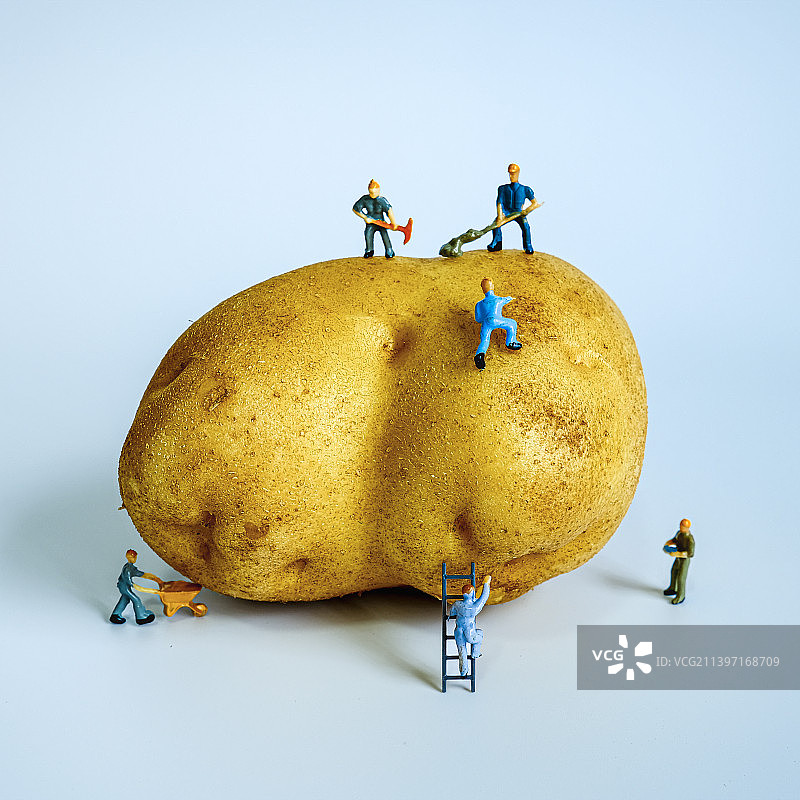 小人国之超级土豆挖掘，够他们过冬了！图片素材