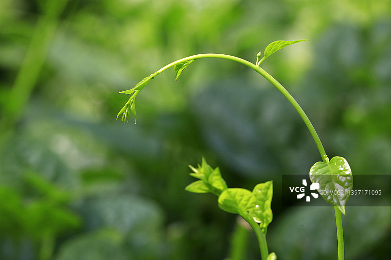 木耳菜图片素材