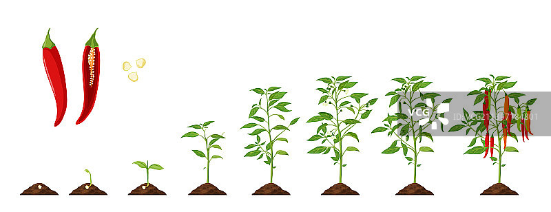 辣椒生长阶段蔬菜植物生长图片素材