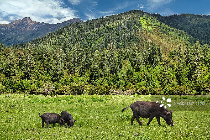 藏香猪 藏族饮食文化的一个品牌图片素材