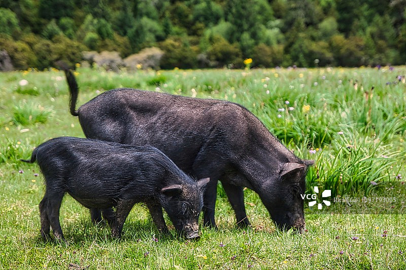 藏香猪 藏族饮食文化的一个品牌图片素材
