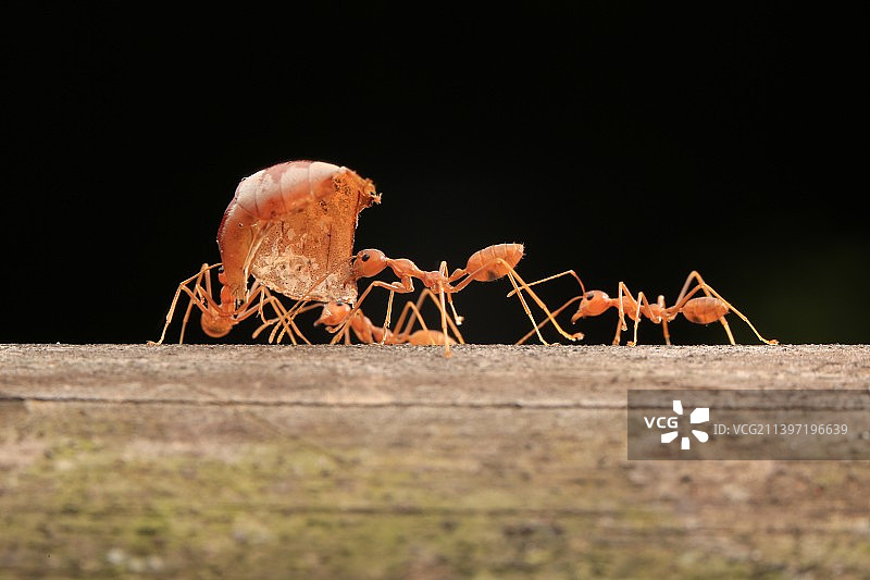 齐心协力图片素材