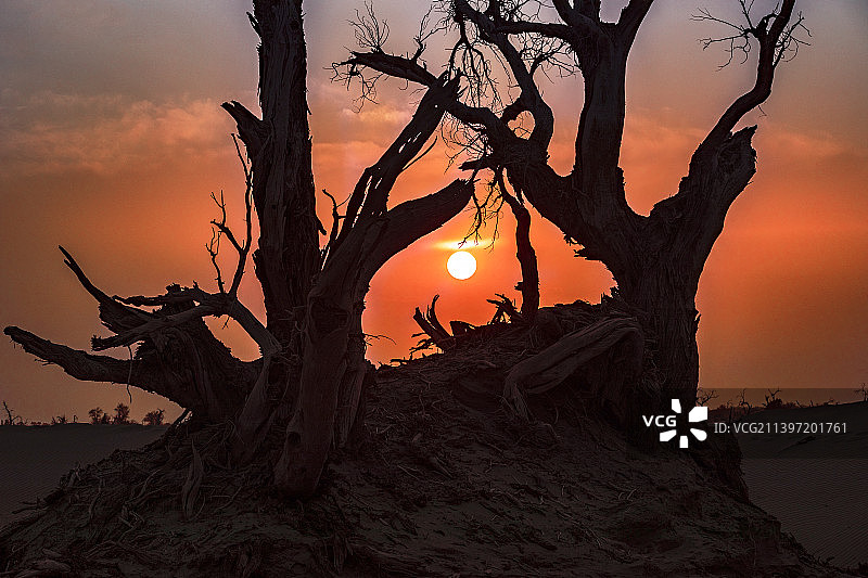 新疆巴州轮台秋季胡杨日落图片素材