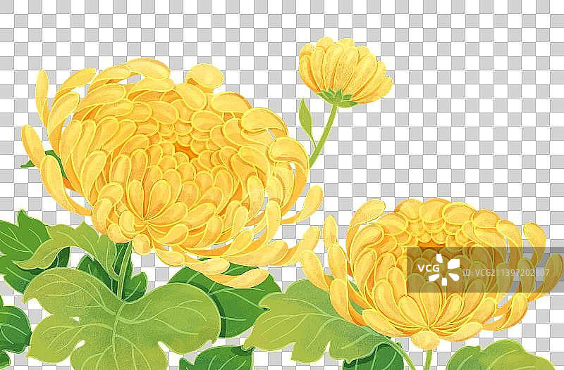 国潮风手绘秋天黄色菊花花丛图片素材