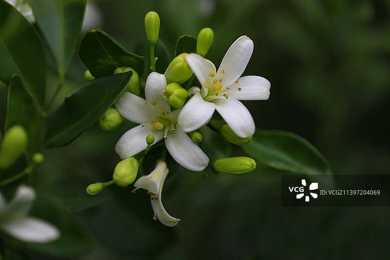 千里香图片素材