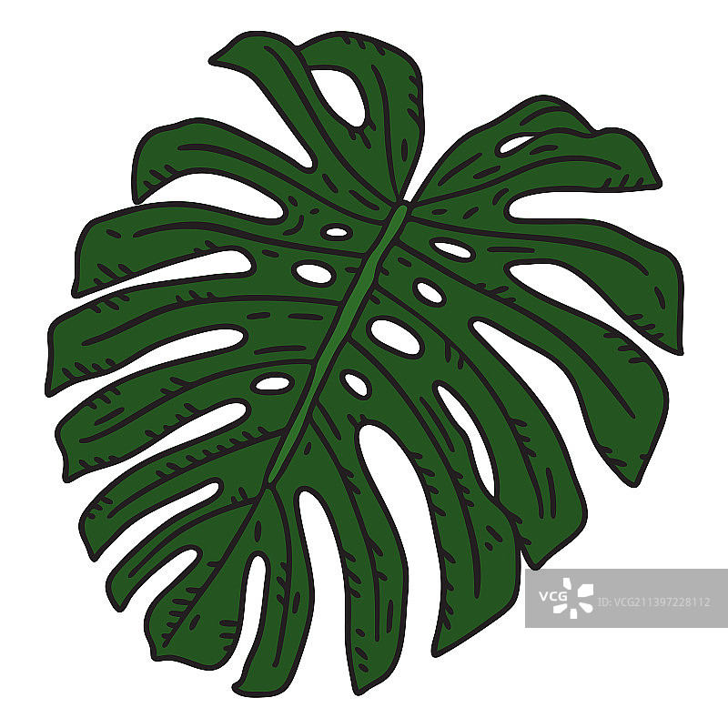 彩色笔触的龟背竹叶图片素材