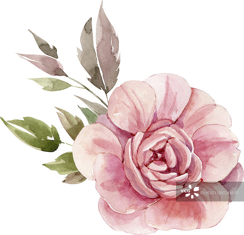 精致的水彩玫瑰花图片素材