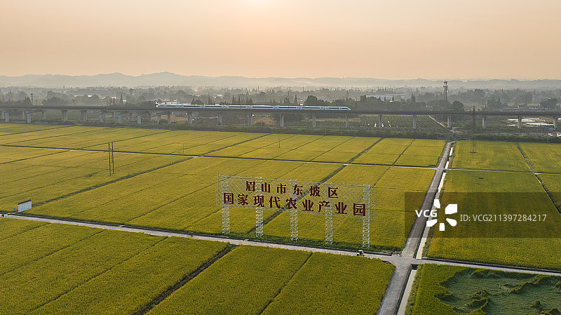 动车穿越眉山市东坡区永丰村，金黄稻谷马上迎来收割图片素材