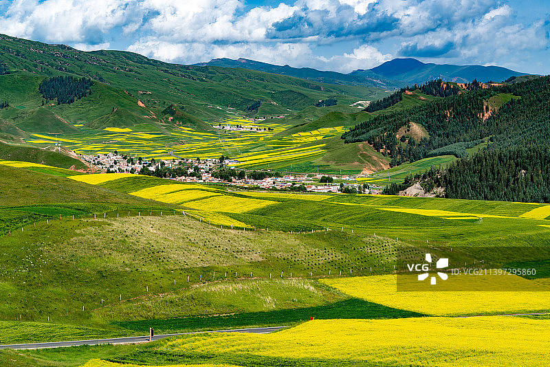 油菜花季的中国青海省海北藏族自治州祁连县卓尔山景区图片素材