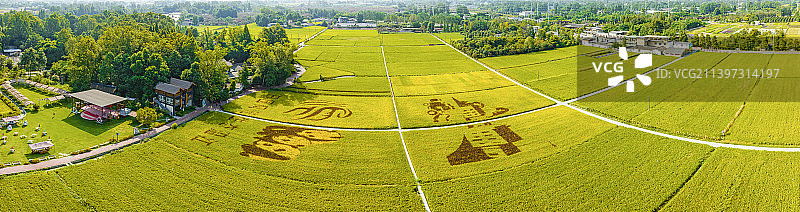 温江万春和林稻海图片素材