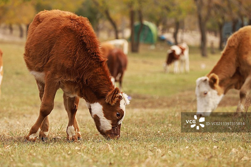 深秋牧场之趣图片素材