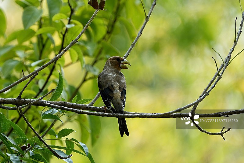 锡嘴雀图片素材