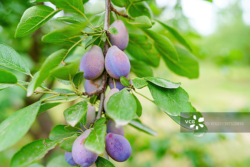 新疆水果果园新鲜西梅 喀什西梅法兰西梅 绿色农业瓜果水果种植图片素材