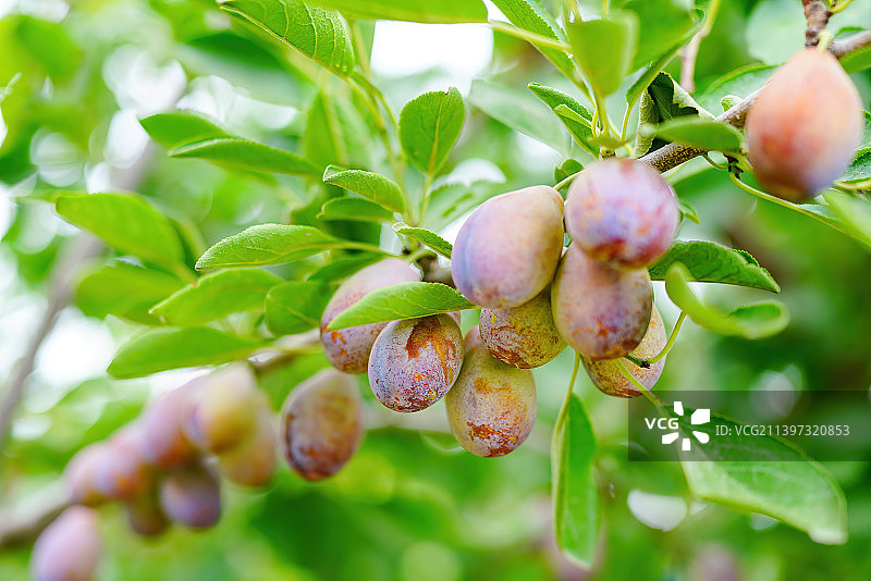 新疆水果果园新鲜西梅 喀什西梅法兰西梅 绿色农业瓜果水果种植图片素材