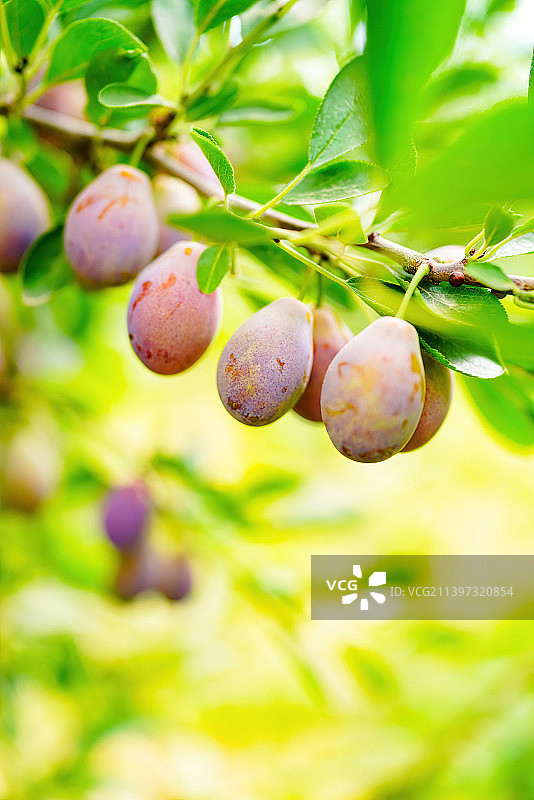 新疆水果果园新鲜西梅 喀什西梅法兰西梅 绿色农业瓜果水果种植图片素材