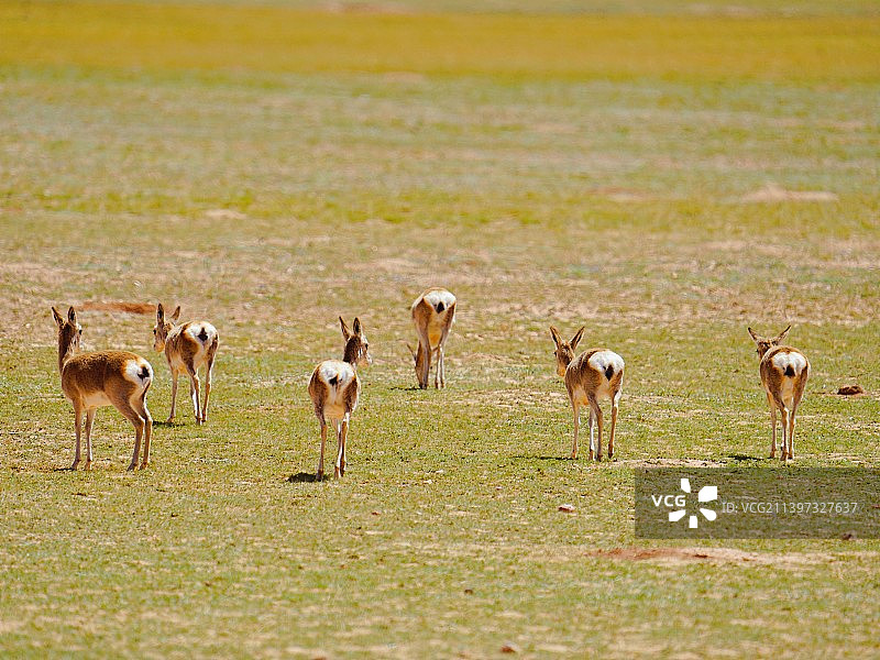 西藏旅行丨高原风光丨无人区藏原羚丨高原精灵图片素材