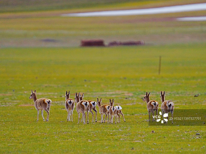 西藏旅行丨高原风光丨无人区藏原羚丨高原精灵图片素材