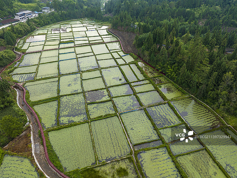 湖北恩施：利川绿色森林中的莼菜基地成靓丽风景。图片素材