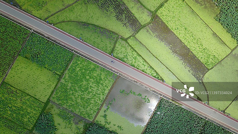 荷间小路图片素材