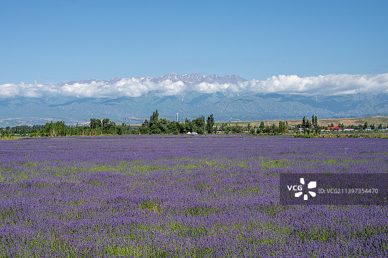 新疆伊犁霍城县解忧公主薰衣草香草园图片素材