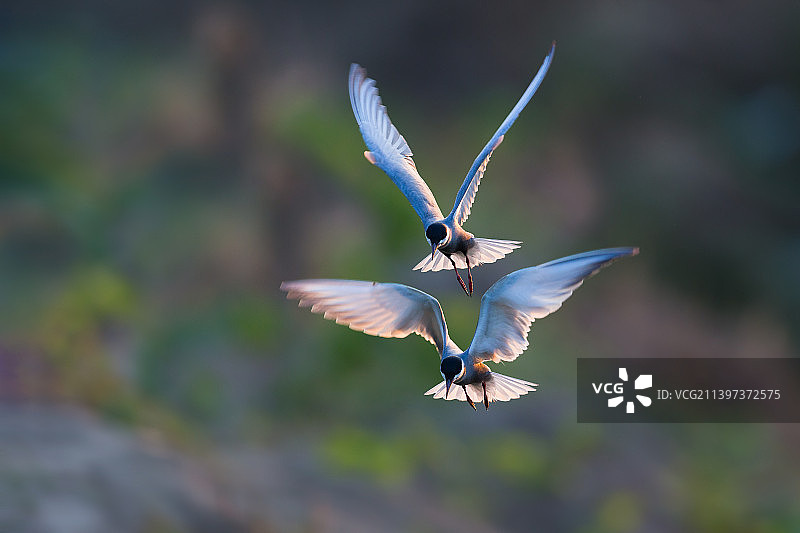 燕鸥双飞图片素材