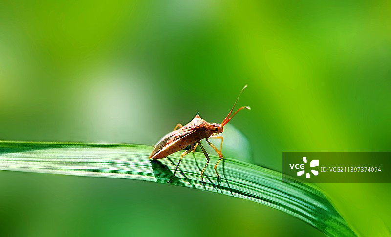 光影小精灵图片素材