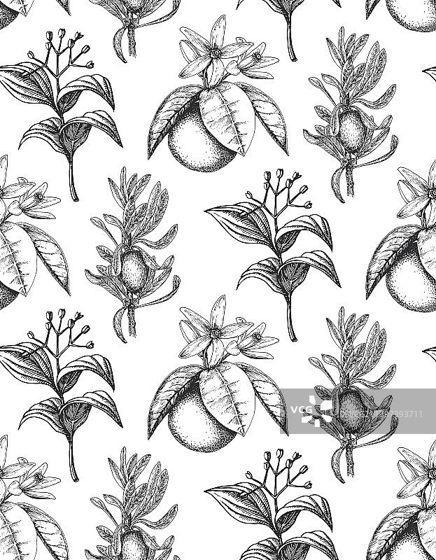 草本植物手绘壁纸图片素材