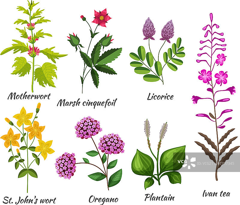 医疗野花植物草本花卉图片素材