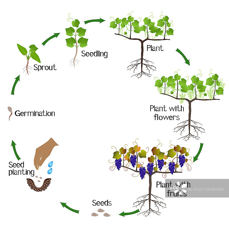 葡萄植物的生长周期图片素材