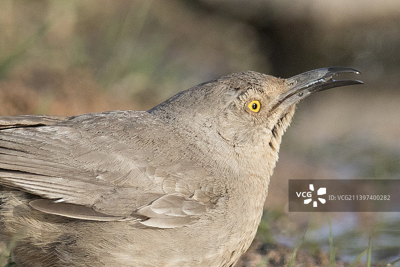 弯嘴嘲鸫饮水特写图片素材