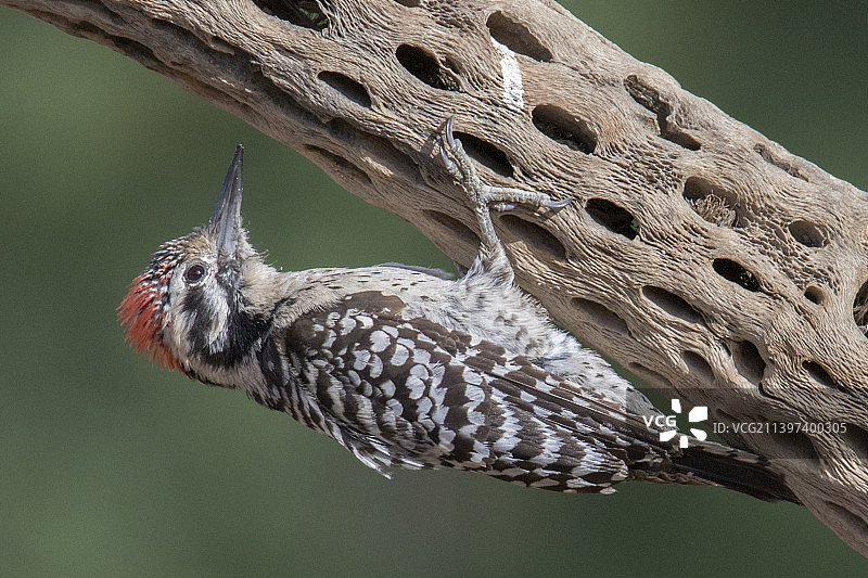 倒挂的梯背啄木鸟（雄性）图片素材