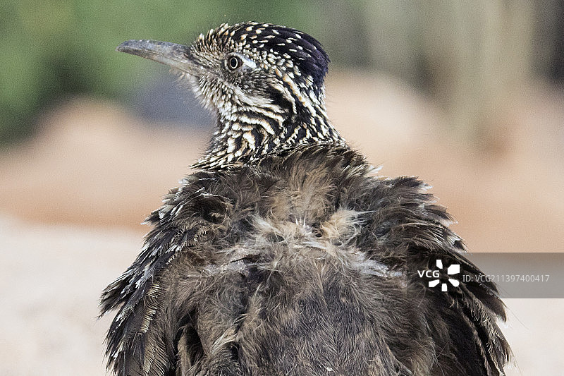 大走鹃特写图片素材